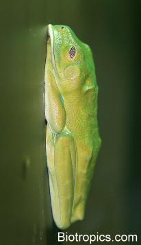 Agalychnis callidryas in Schlafstellung