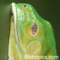 Schlafender Rotaugenlaubfrosch