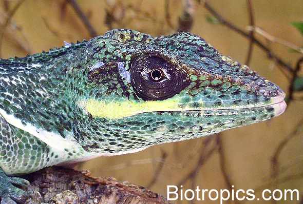 Anolis equestris