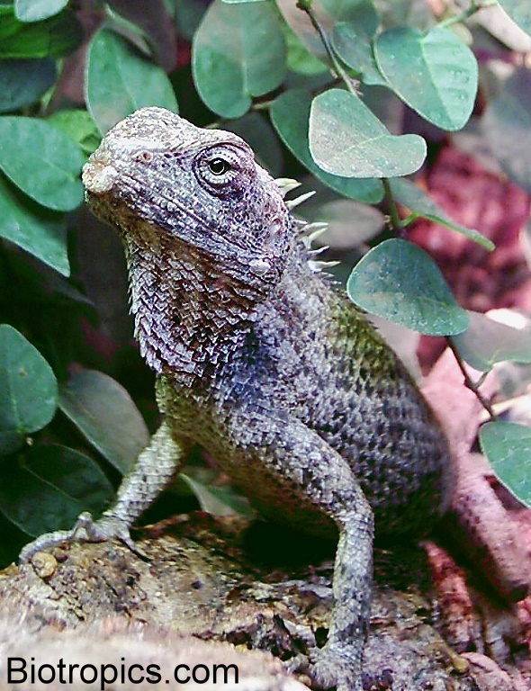 Calotes versicolor