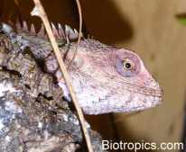 Calotes versicolor