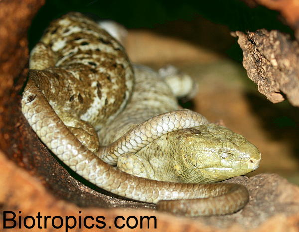 Corucia zebrata