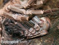 H�utung Vogelspinne