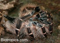 H�utung Vogelspinne