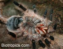 H�utung Vogelspinne