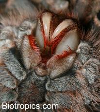 H�utung Vogelspinne