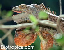 Drohender Leguan