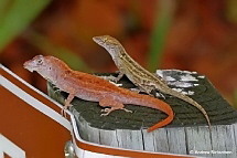 Anolis sagrei