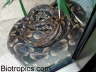 Acrantophis dumerili