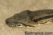 Acrantophis dumerili