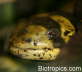 Ambystoma tigrinum