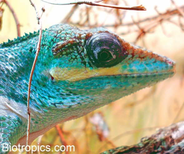 Portrait eines Anolis equestris