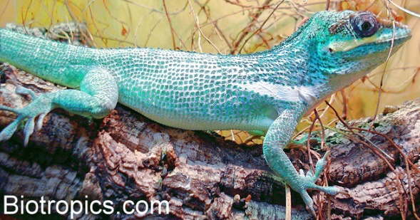 M�nnlicher Anolis equestris