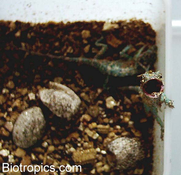 Juvenile Ritteranolis