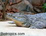 Crocodylus niloticus