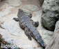 Crocodylus niloticus