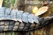 Crocodylus niloticus