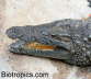 Crocodylus niloticus