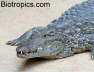 Crocodylus niloticus