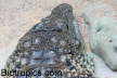 Crocodylus niloticus