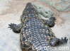 Crocodylus niloticus