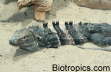 Ctenosaura similis