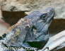 Ctenosaura similis