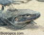 Ctenosaura similis