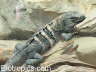 Ctenosaura similis