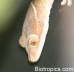 Gekko vittatus