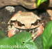 Megophrys nasuta