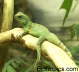Physignathus cocincinus