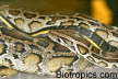 Python molurus