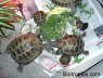 Testudo horsfieldii