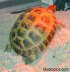 Testudo horsfieldii
