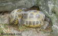 Testudo horsfieldii