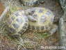 Testudo horsfieldii