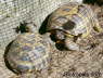 Testudo horsfieldii