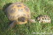 Testudo horsfieldii