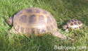 Testudo horsfieldii
