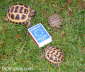 Testudo horsfieldii