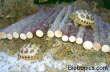 Testudo horsfieldii