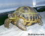 Testudo horsfieldii