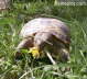 Testudo horsfieldii