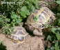 Testudo horsfieldii
