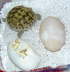 Testudo horsfieldii