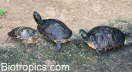 Trachemys scripta scripta