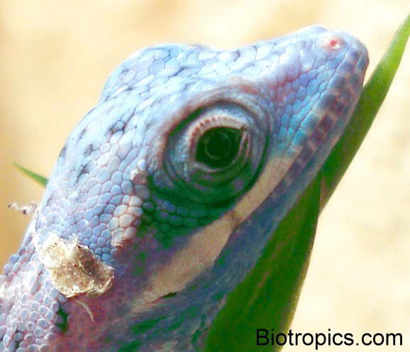 Blauer Ritteranolis