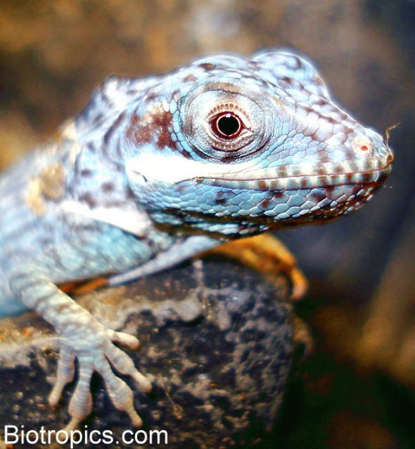 Blauer Ritteranolis