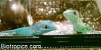 Blauer Ritteranolis
